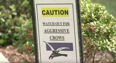 aggressive_crows.jpeg