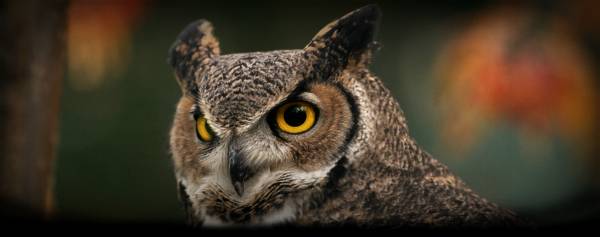 fearful-great-horned-owl-desktop-background2.jpg