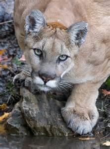 cougar8.jpg