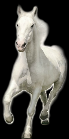 Heart Horse Boxcode 4.png