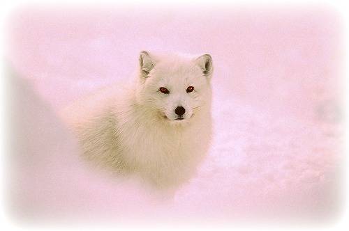 tundra-animals-Arctic_Fox.jpg