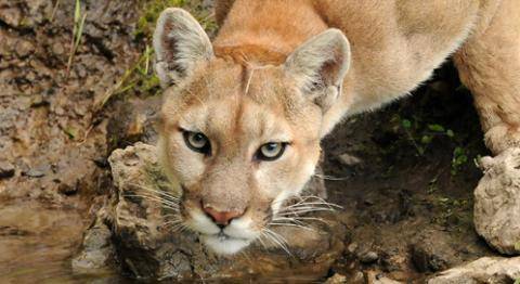 mountain-lion-cody-s-hoagland-dow.jpg