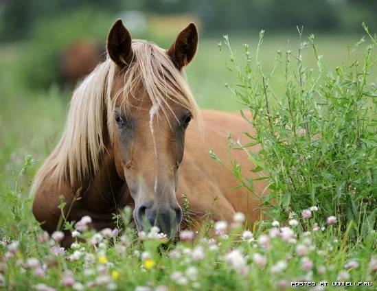 The Gifted Horse Shoe.jpg