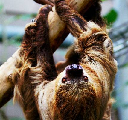 Two-toed-Sloth-hanging-small_zpsd4c039c22.jpg