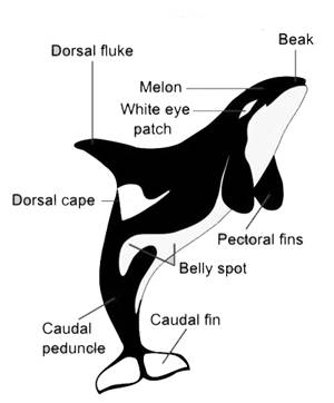 orca.jpg