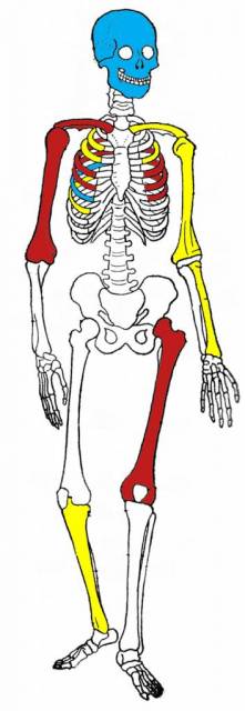 Human_skeleton_diagram copy.jpg