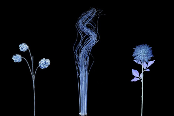 dark dried flowers.png