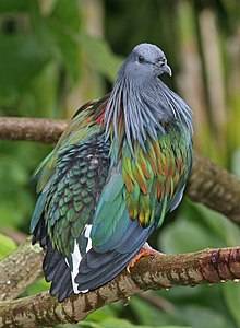 nicobar pigeon.jpg