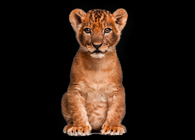 cute-wild-animal-png-animals-clipart-png-cartoon-animals-png-cute-animal-png-wild-animals-png-animals-png-image-cute-animal-png-6-692.png