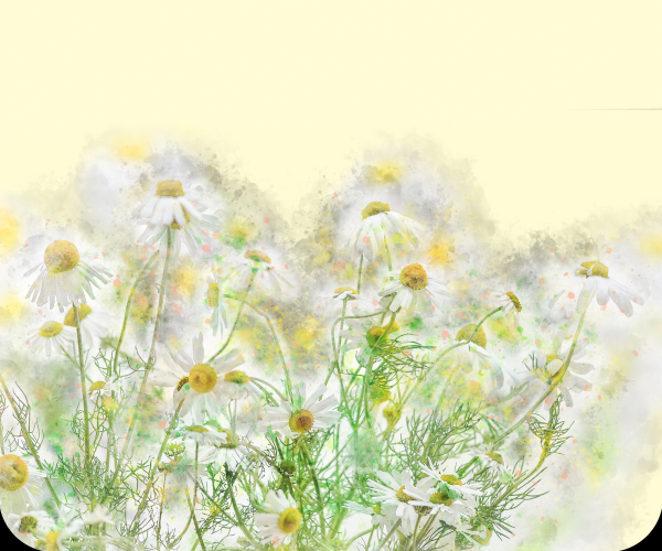 chamomile.png