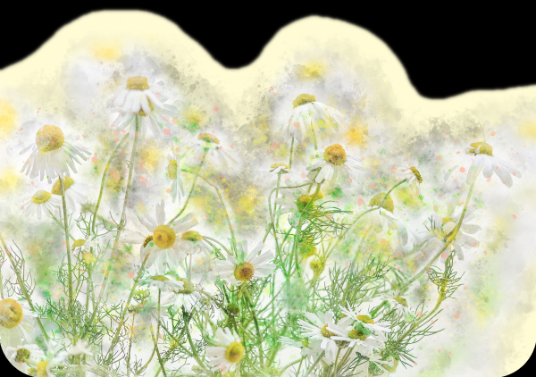 chamomile1.png