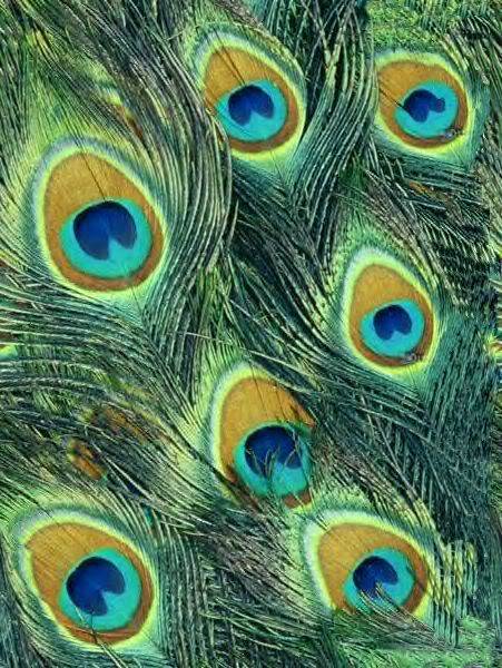butterfly-peacock-feather.jpg