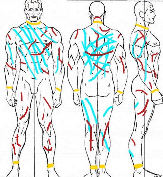 body-proportio54ns.jpg