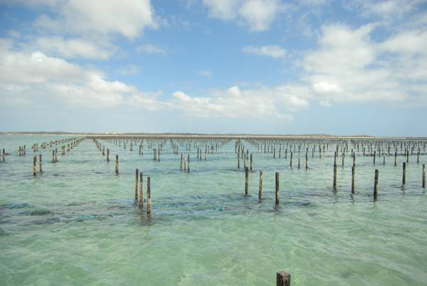 Oyster_Farm_South_Australia.JPG