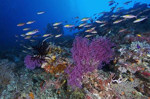 Tubbataha-Reef-Marine-Park_Tubbataha-life-diversity_4649.jpg