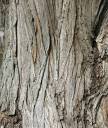 willow bark.jpg