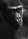 Gorilla_2_by_purpleplatapus714-1.jpg