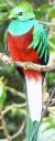 resplendent-quetzal.jpg