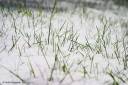 snow_grass_1[1].jpg