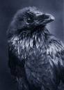 Raven2.jpg