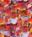 autumn-leaf-tile.jpeg