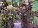 Kawachi Fuji Garden Wisteria Tunnel1.jpg