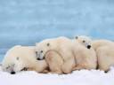 polarbears2.jpg