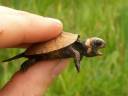 Tiny-turtle.jpeg