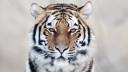 siberian-tiger-72319 BIG.jpg