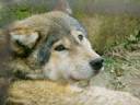 Sad-wolf-wolves-14634132-300-225.jpg