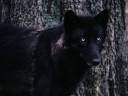 black wolfy.jpg