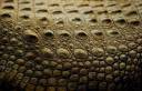 croc-skin_19969_600x450.jpg