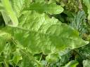 nicotiana_alata_tobacco_plant_leaf_28-08-06.jpg