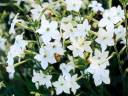 Flowering Tobacco.jpg