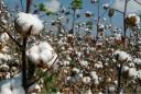 display-panel-pictures-cotton-farm.jpg