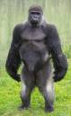 standing-gorilla.jpg