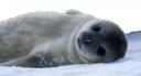 Baby Seal.png