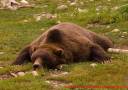 06AK_8035-Brown-bear_grizzly_Alaska-Zoo.jpg