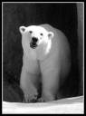 polar_bear_by_castor_lycan swkl.jpg