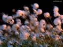 Cottongrass-Blowing-in-the-Wind (250x188).jpg