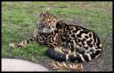 King-cheetahs-king-cheetah-19032156-1198-780.jpg