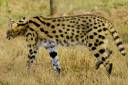issy serval.jpg