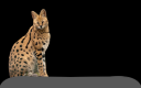 Serval Awesomeness.png