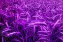 purplegrains1.jpg