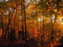 fall_fantasy_vi_by_mistshadow2k4-d2cjdvw.jpg