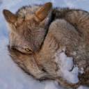 coyote Trickster 2.jpg