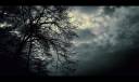 night_in_forest__by_wojtar.jpg