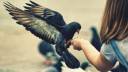 birds_urban_pigeons_feeding_children_1920x1080_64616.jpg