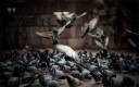 pigeons-birds-hd-wallpaper copy.jpg