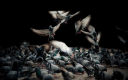 pigeons-birds-hd-wallpaper copy2.png